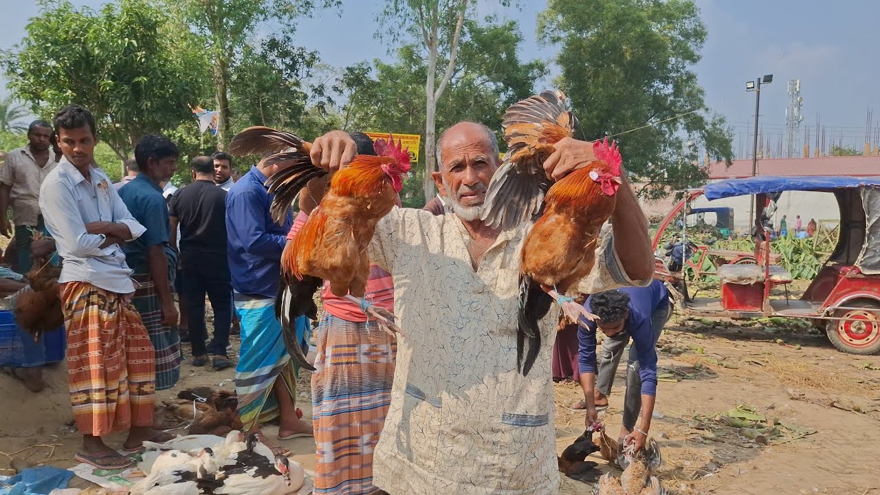 হাঁস-মুরগির প্রচুর আমদানি হয়েছে।। বাটাজোড় হাঁট।। ভালুকা,ময়মনসিংহ  #agrotvbd #হাটবাজার #বাটাজোড়