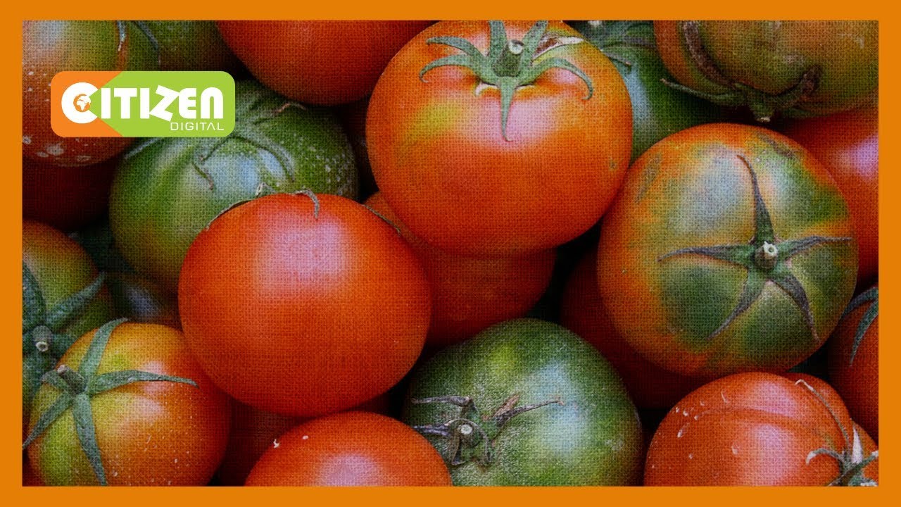 SMART FARM | Sun drying tomatoes as value add