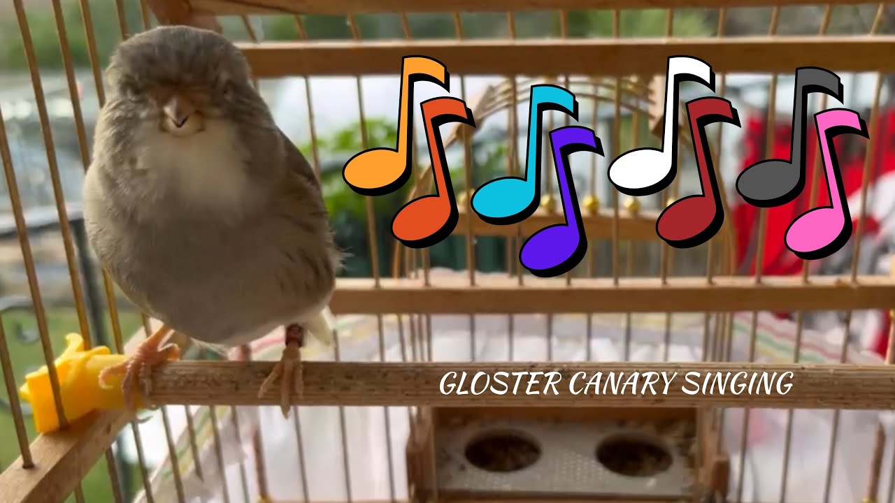 Male Gloster Canary Singing - Male Canary Mating Call