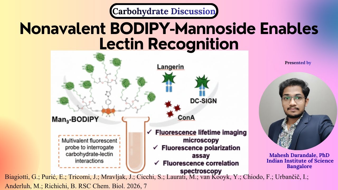 Nonavalent BODIPY-Mannoside for Lectin Recognition