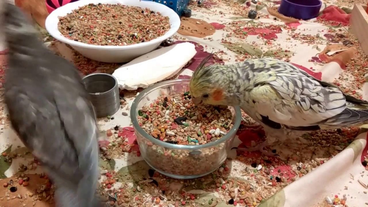 Cockatiels eating seeds