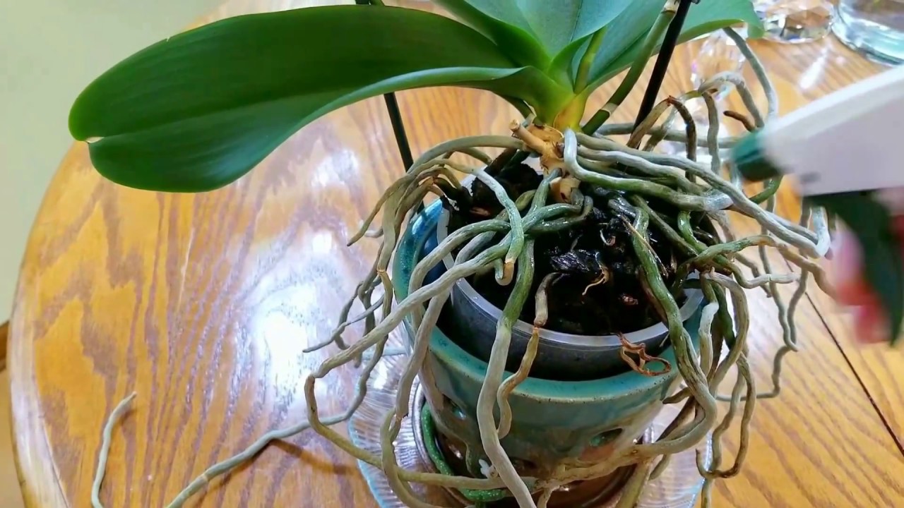 How I keep insects from invading my orchids.