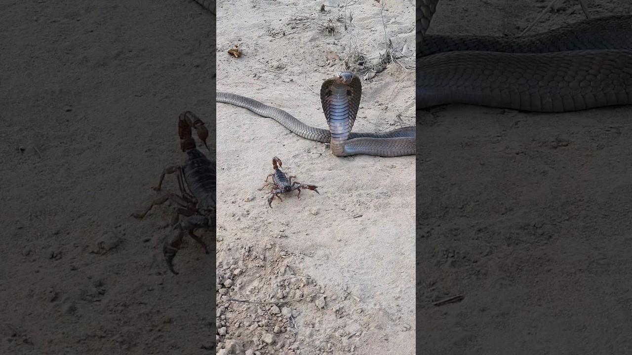 🦂🐍Black Cobra Snake and Scorpion found in the Forest#scorpion #blackcobra#cobra#wildlife #shorts