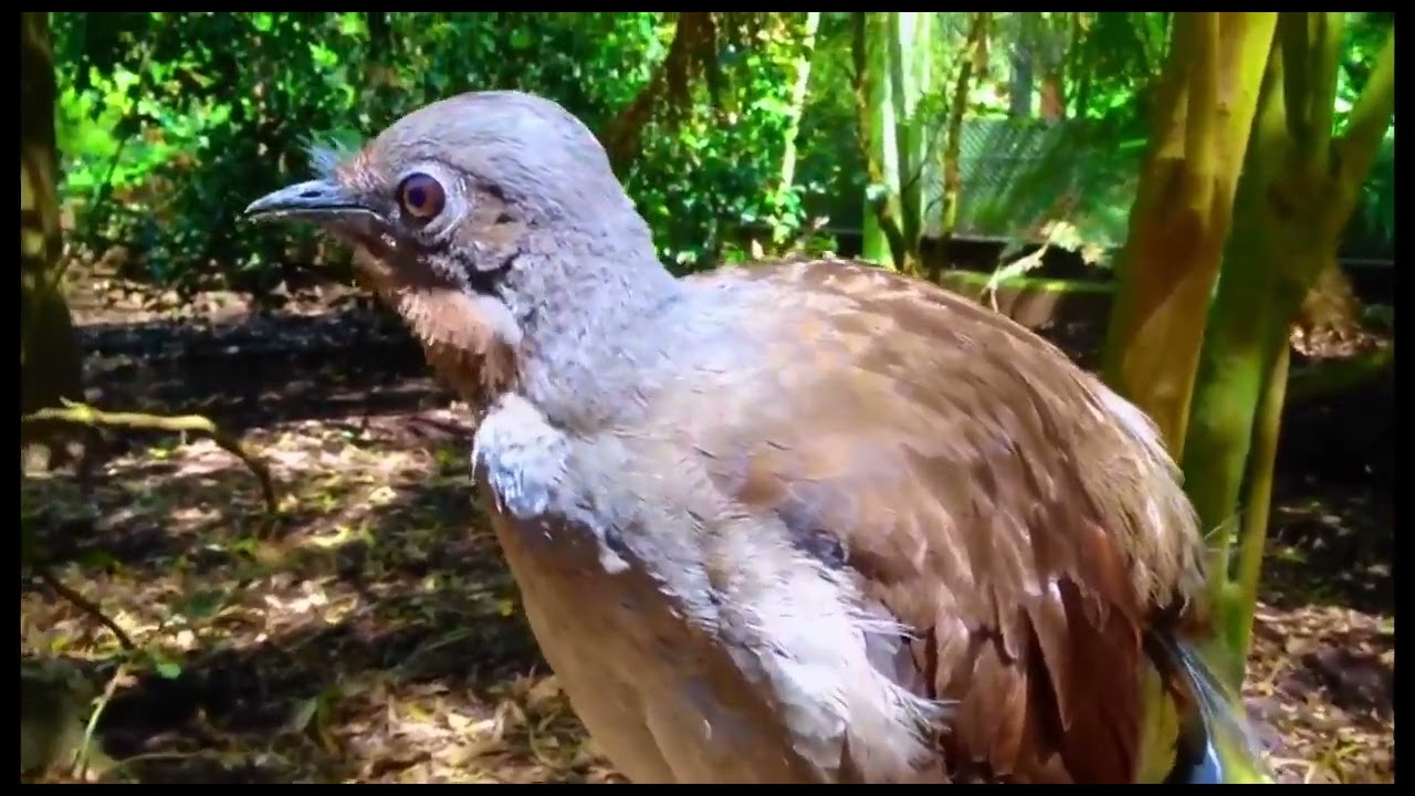 호주에서 사는 신기한 금조새 (조류새)(Lyre Bird). 녹음기 새.