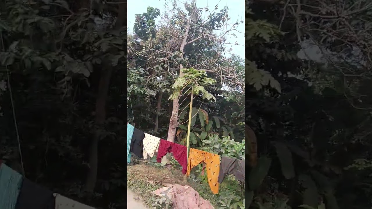 সকালের মনোরম পরিবেশ 🎄🎄🎄🎄🎄🎄#video #follow #foryou #nature #good morning 
