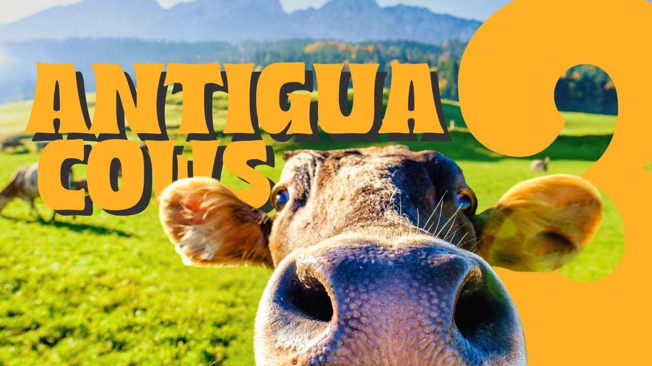Wild Cows Caught on Camera in Antigua: Trailer 3scapism