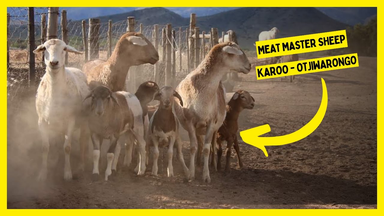 🟡 MEATMASTERS SHEEP Karoo - Otjiwarongo Meatmasters