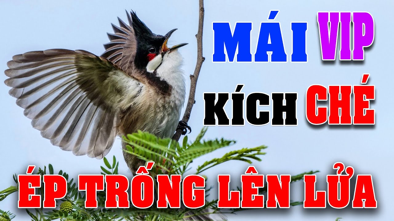 Chào Mào Mái Kích Trống Nhanh Căng Lửa - Cách Kích Chào Mào Bổi Nhanh Ra Giọng Hót Ché #chaomaomai