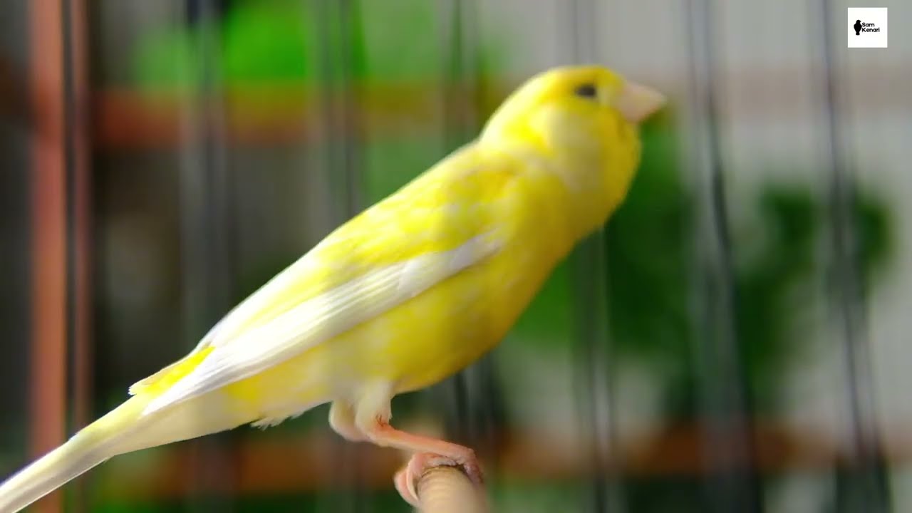 Kenari Cengkok Mewah Gacor Panjang | Masteran Kenari Isian Mewah untuk Harian & Lomba