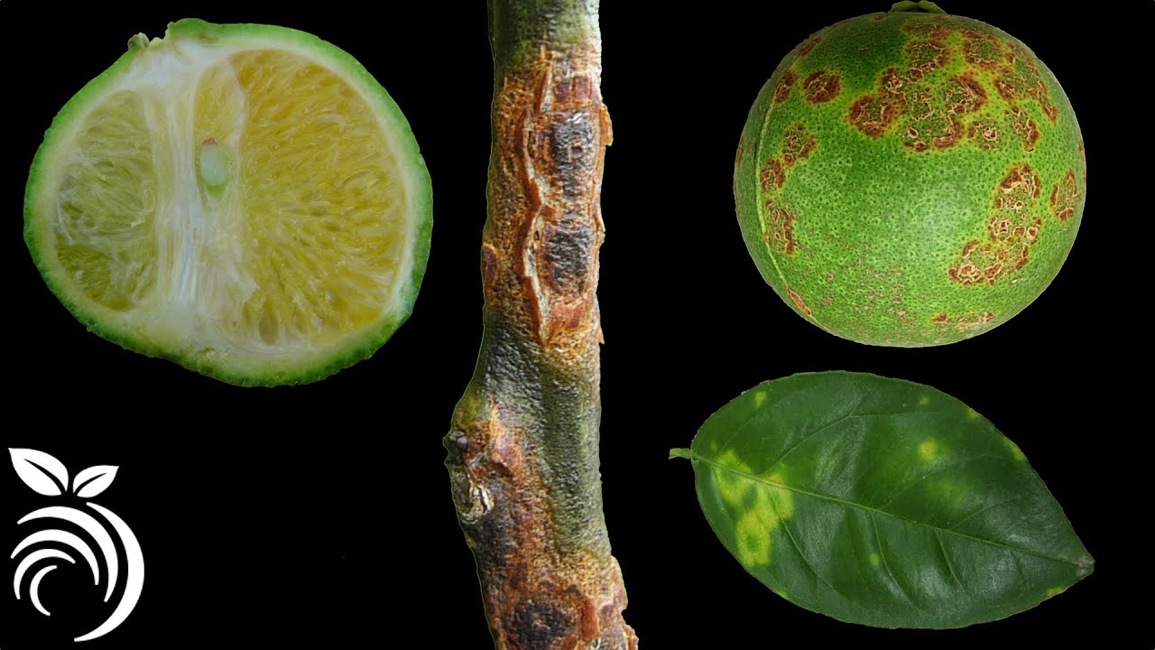 14 Enfermedades Cítricas Graves que DEBE Evitar