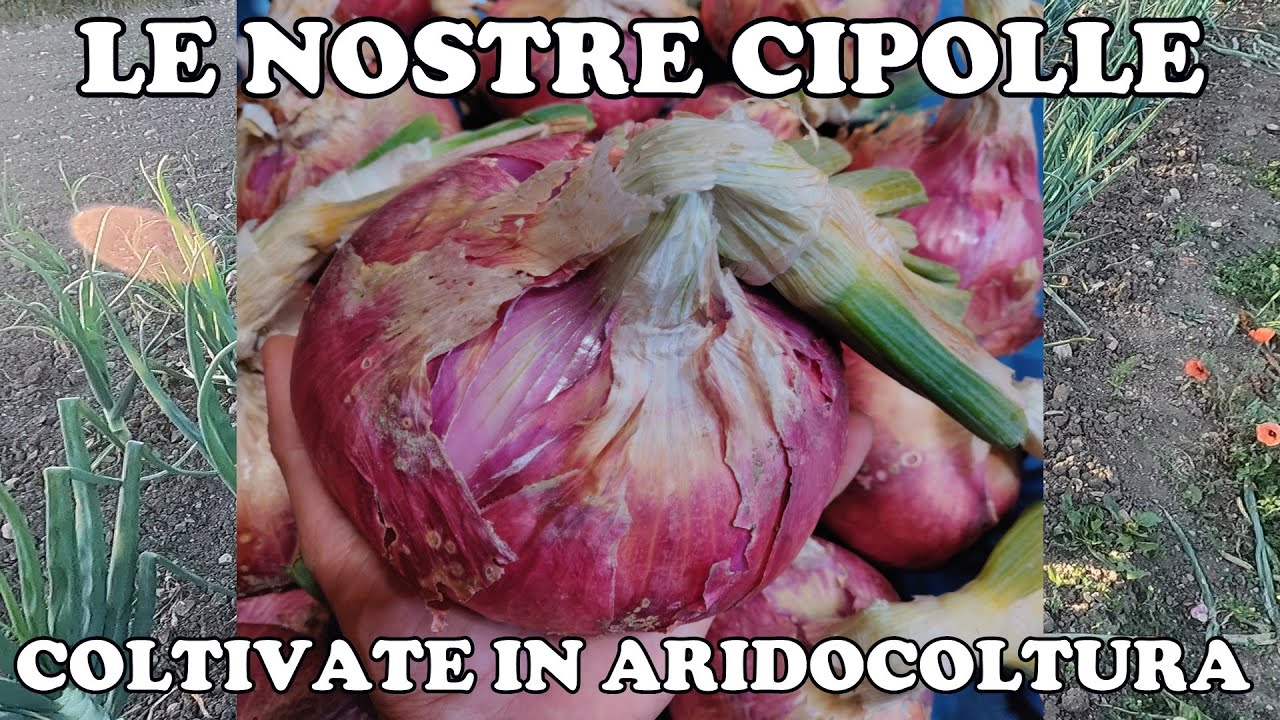 Le nostre cipolle coltivate in aridocoltura: il tempismo &egrave; fondamentale!