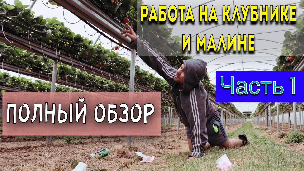 КАК ПРОХОДИТ СБОР КЛУБНИКИ И МАЛИНЫ НА ФЕРМЕ В АНГЛИИ? ОБСТАНОВКА, НОРМЫ. ПОЛНЫЙ ОБЗОР. ЧАСТЬ 1