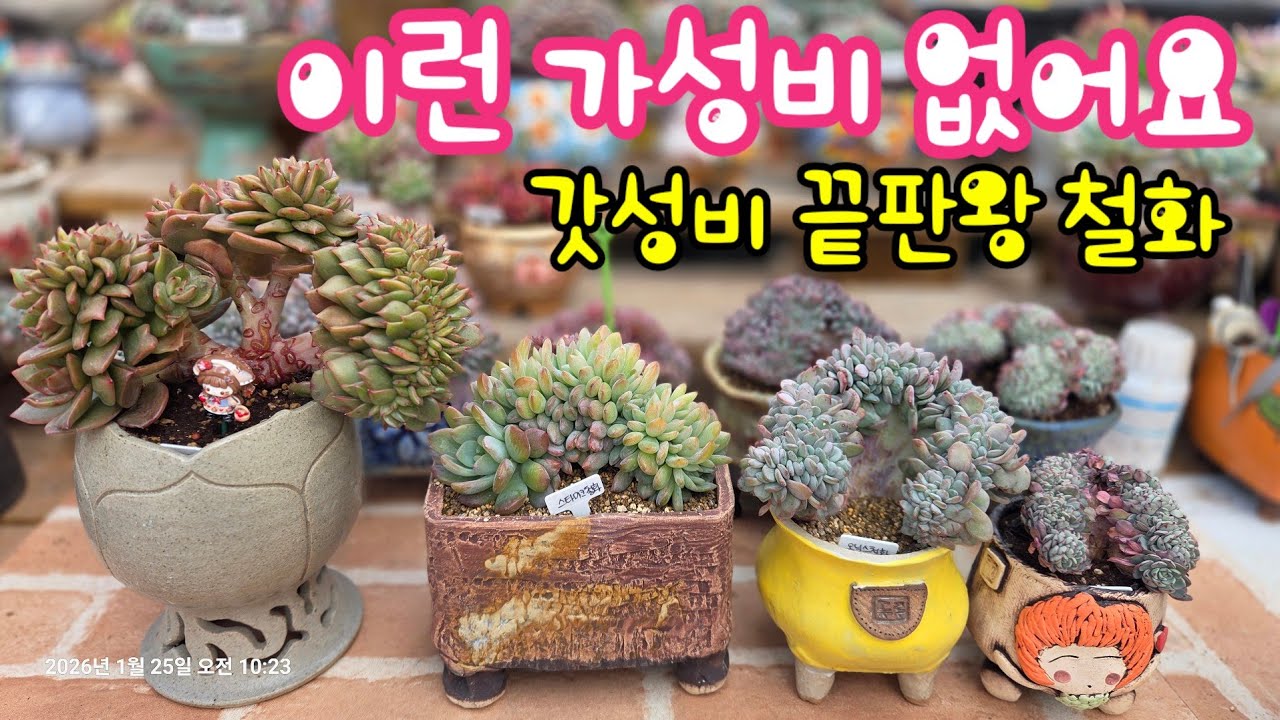 수형이 예쁜 철화를 키워요~^^ 링고스타철화, 오닉스철화 식재해요~ 활착해서 짱짱하게 키워요~ #다육이 #다육식물 #succulent