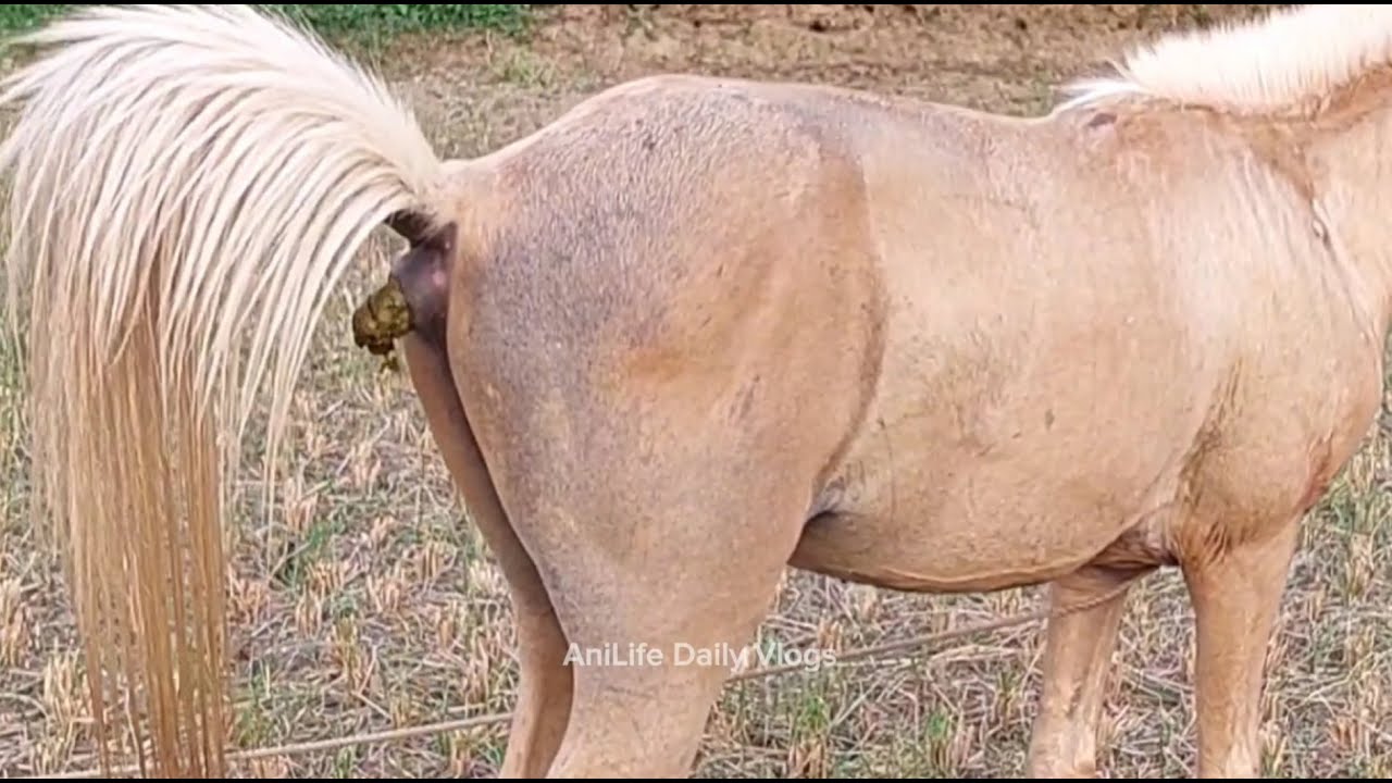 Few Animals, Dog Running | Horse Pooping And Horse Eating Green Grass