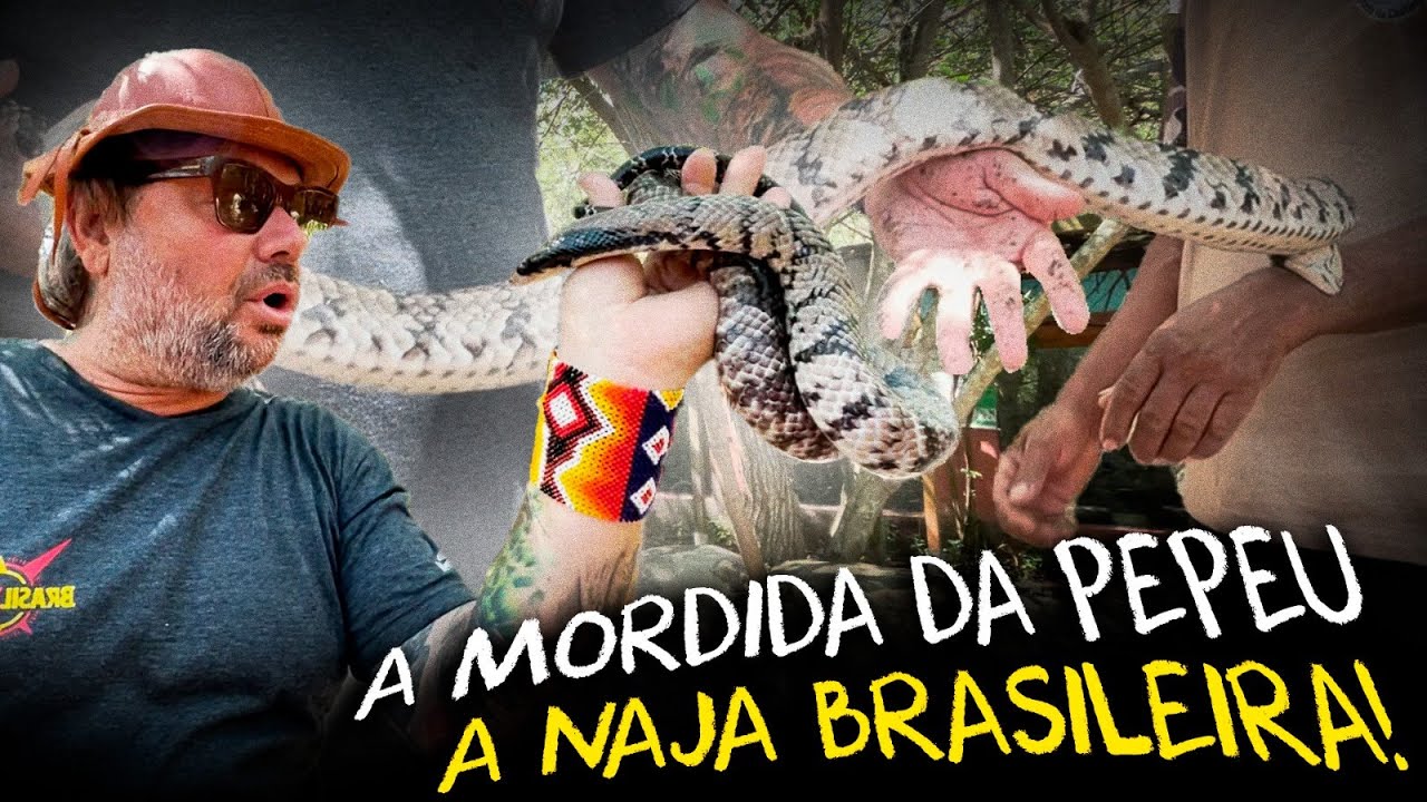 DESAFIANDO A NAJA BRASILEIRA, SURUCUCU-DO-PANTANAL!