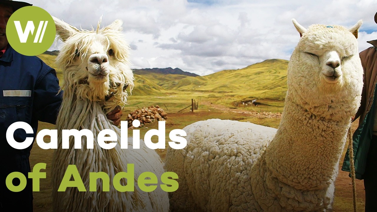 Humpless camelids: the South American llama and alpaca are essential to life in the Andes