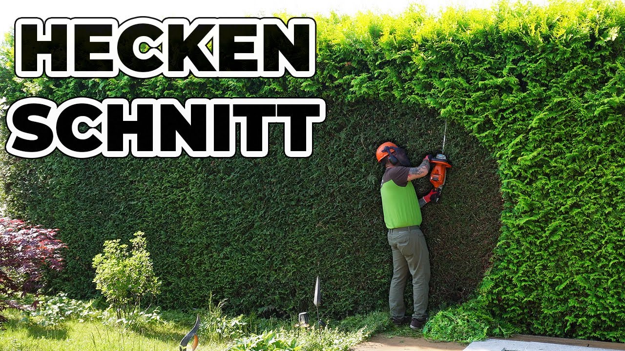 Der Kunde war SCHOCKIERT wie schön die Hecke wieder aussah