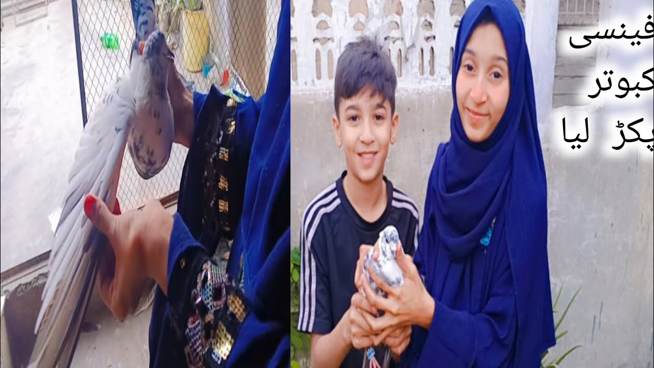 Fancy pigeon pakar liya ||What Makes This PIGEON So Fancy?||the insane genetics of fancy pigeons