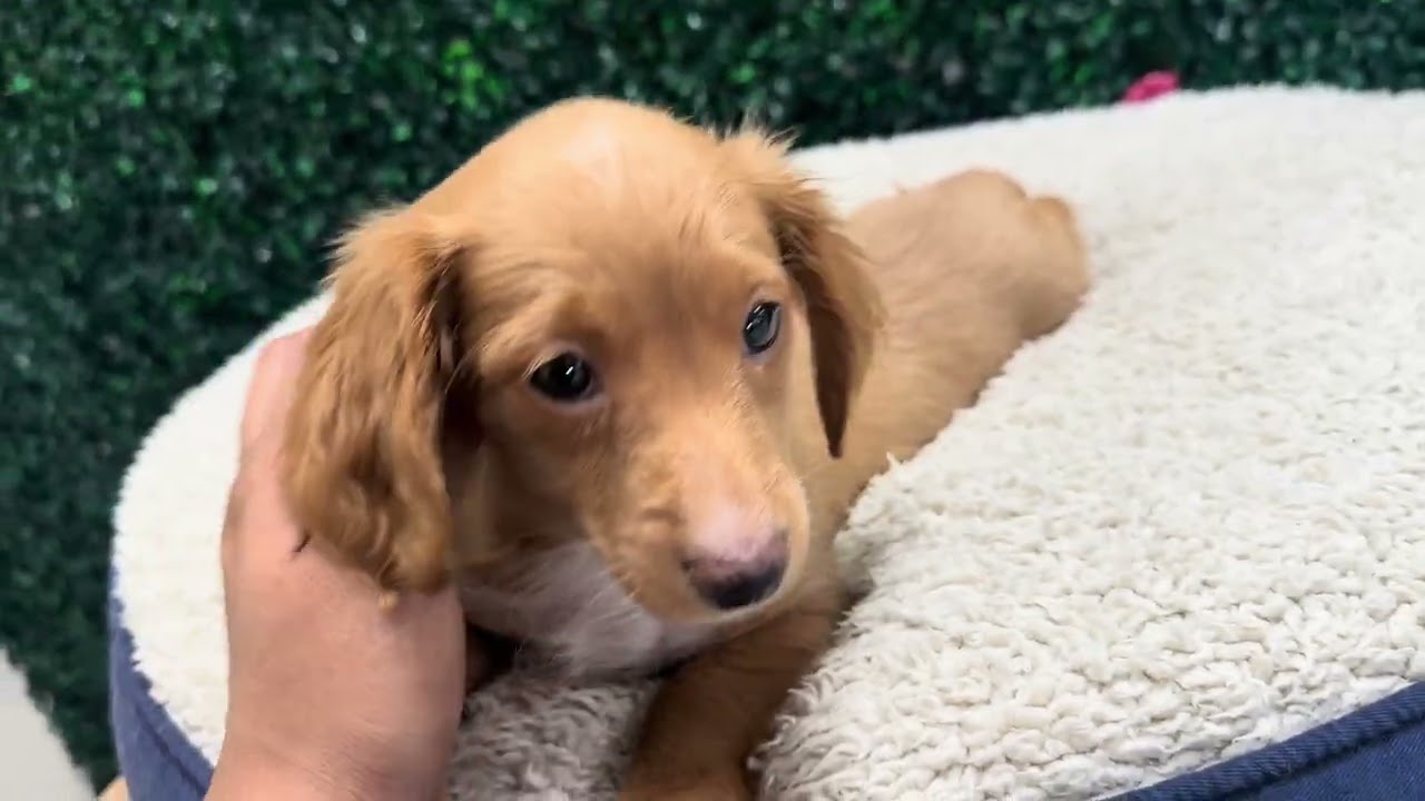 Pepper mini dachshund 