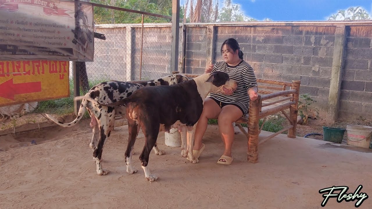 ป้อนข้าวสุนัขเกรทเดน ยักษ์ใหญ่ใจดี F2C Greatdane Ubonkennel