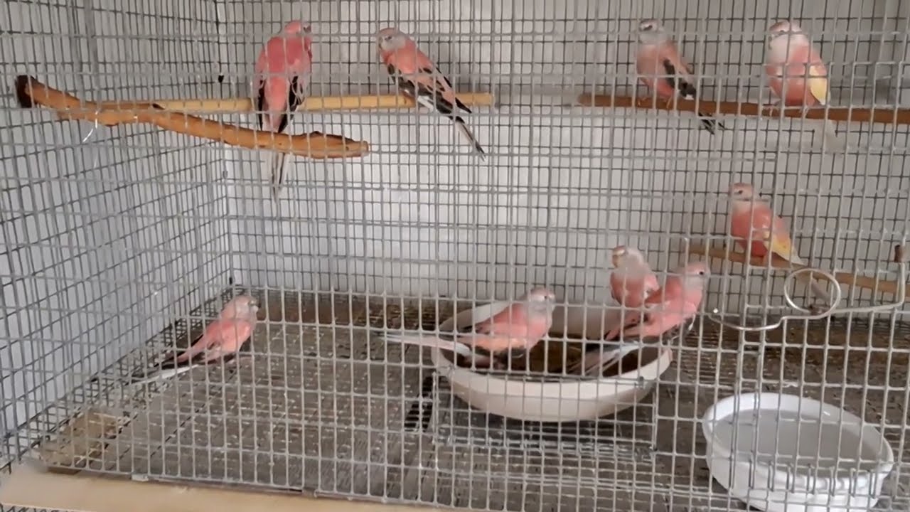 Bourke Parakeets Update August 4, 2025