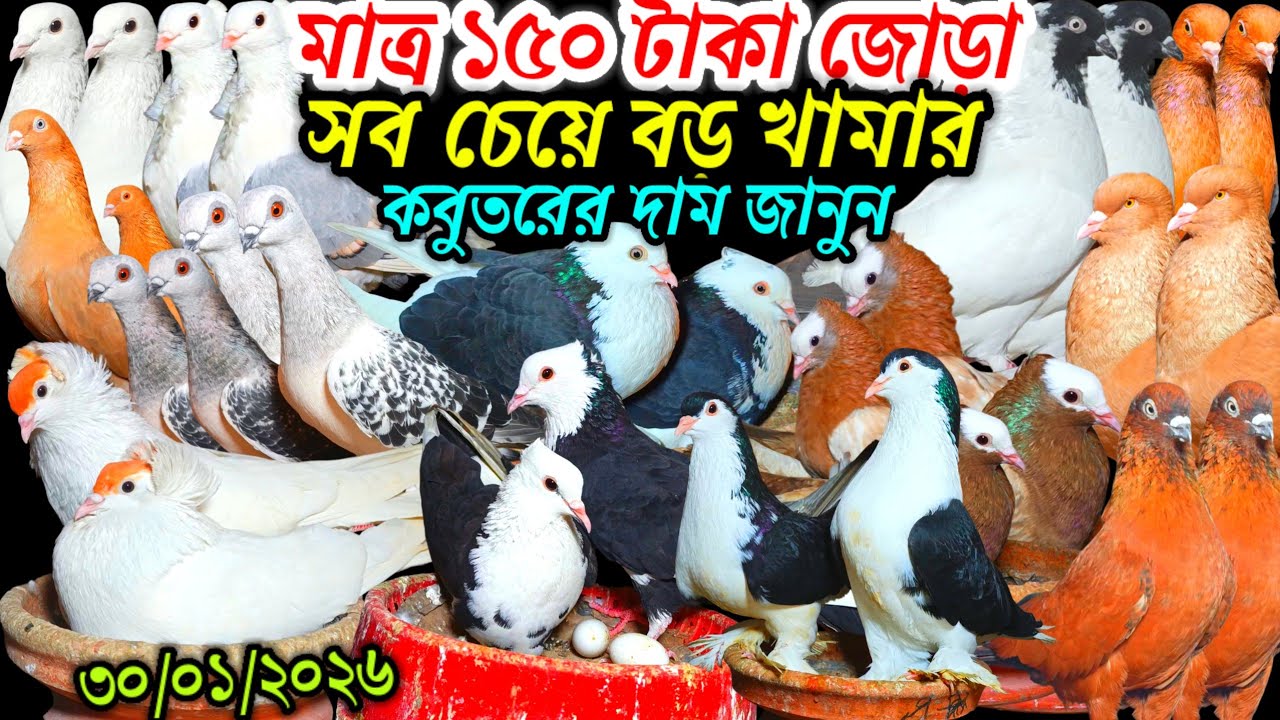 মাত্র ১৫০ টাকা জোড়া কবুতর ইতিহাস সবচেয়ে বড় কবুতরের খামার থেকে আকর্ষণীয় কবুতর দাম জানুন ২০২৬