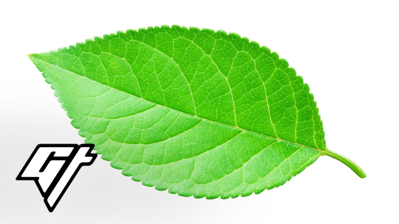 How a Leaf Flute in the Hands of a Master Sounds Like