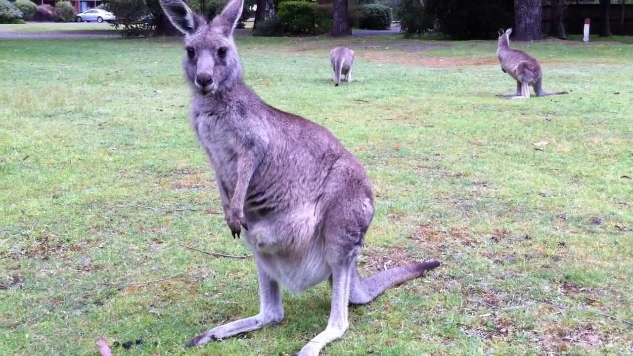 Baby (Joey)  Kangaroo sticks  head out of  mums pouch