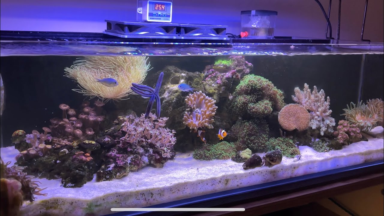 Rengarenk Deniz Akvaryumu / Shallow Reef Tank