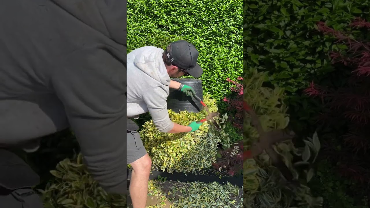 Try this. Satisfying trimming #satisfying #gardening #shorts #trim