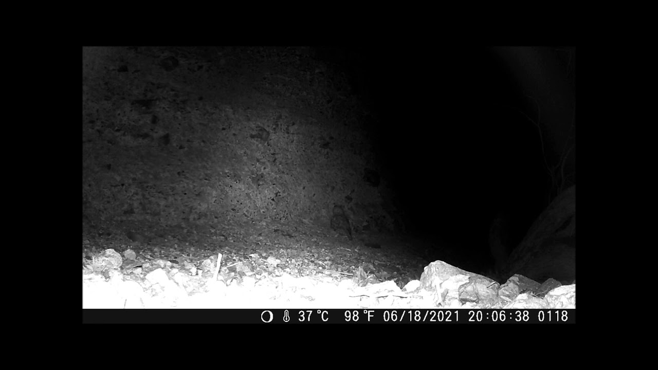 Mojave Desert wildlife