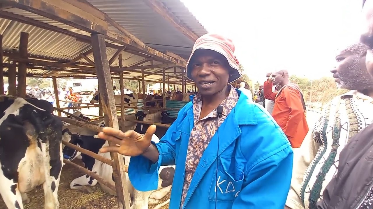 DAIRY FARMING AT MACHAKOS SHOW GROUND#agriculture #milk #cow