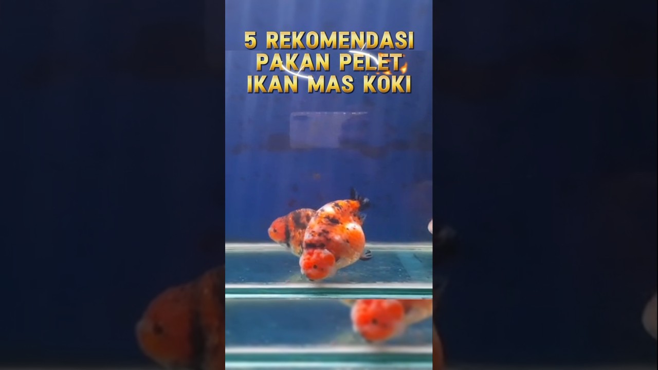 Rekomendasi pelet terbaik ikan mas koki