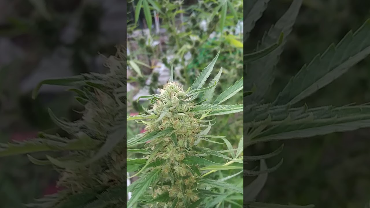 Oklahoma City outdoor cannabis grow little detoured