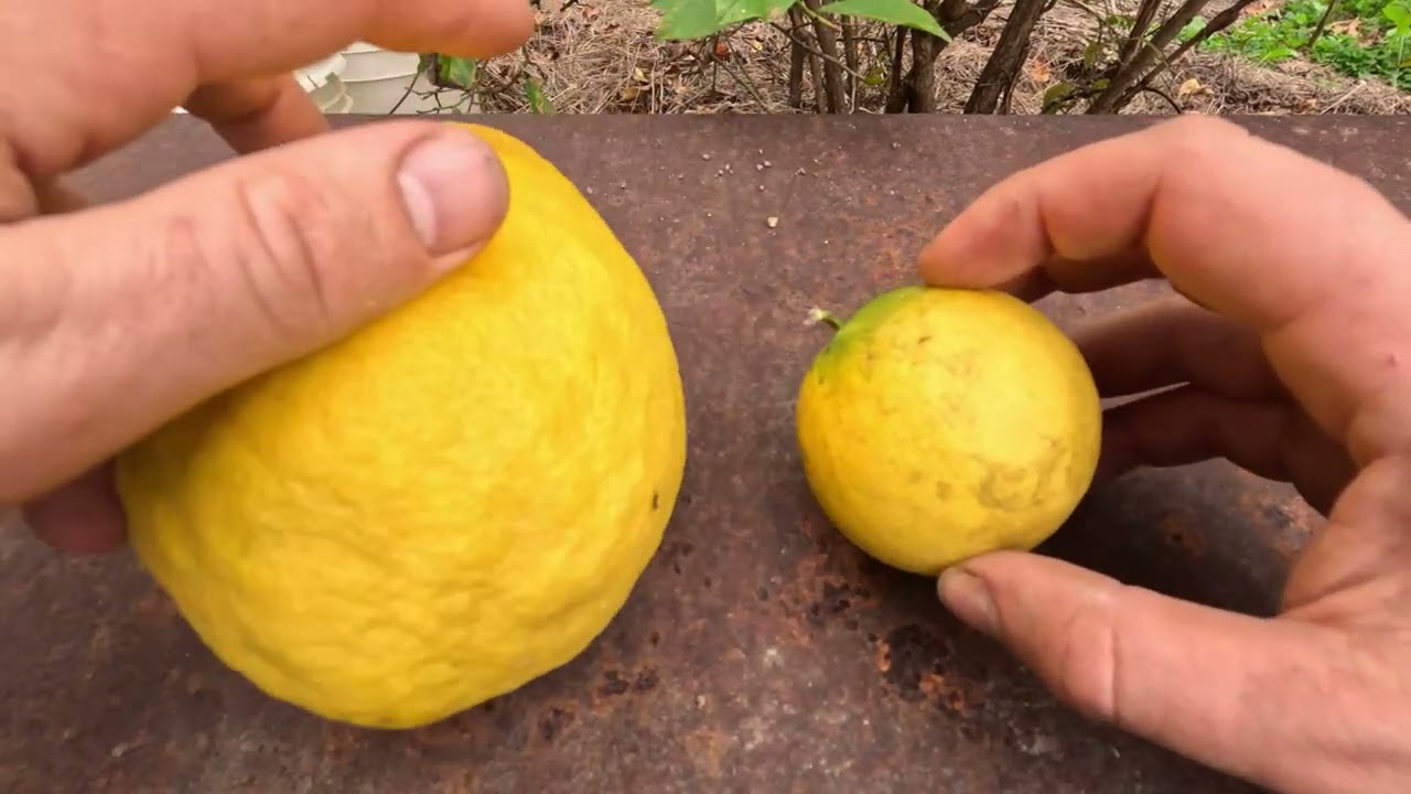 Picking Cold Hardy Citrus