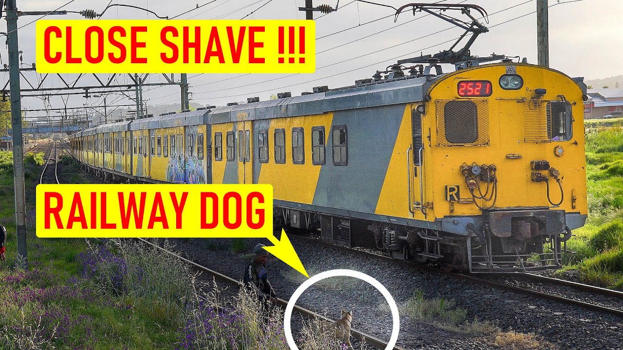 Metrorail MIX + RAILWAY DOG | Trains South Africa