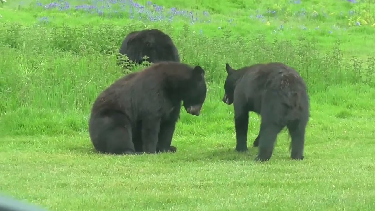 Ol' Moonshine  by  One For The Road (North American Bears VIDEO - Black Bear plays 