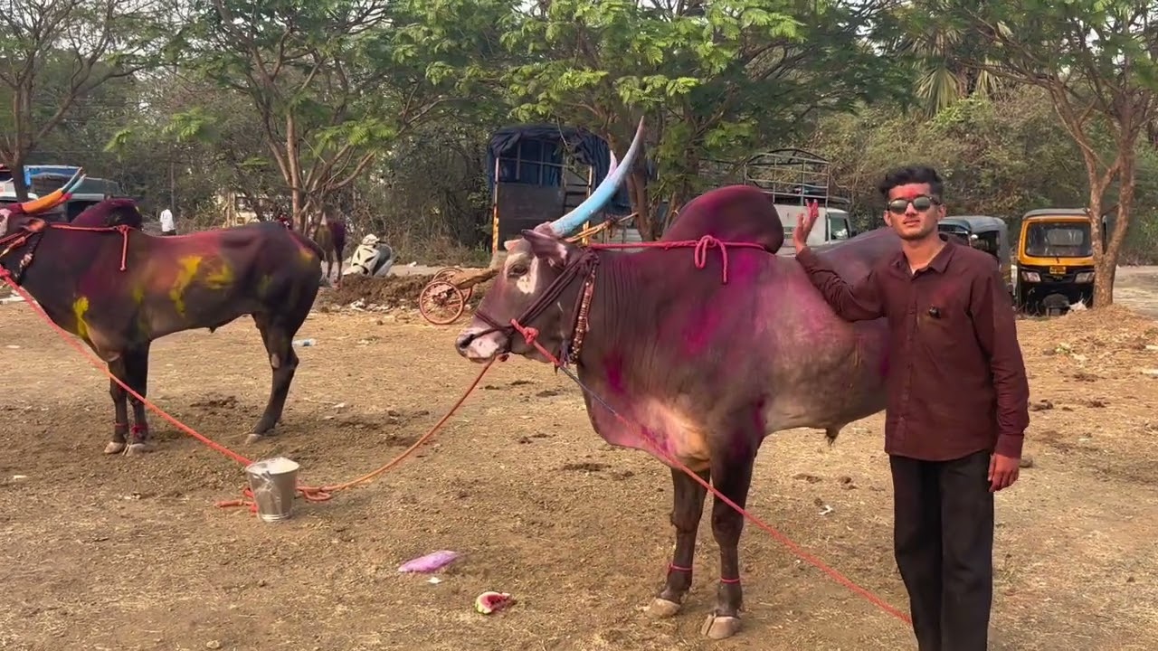 चिपळे गाव चा सर्जा 