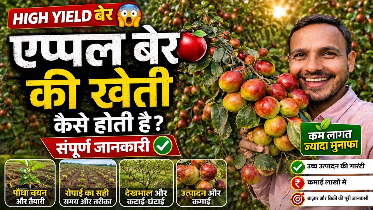 apple ber ki kheti | ऐप्पल बेर की खेती की संपूर्ण जानकारी | Apple ber farming | ber ki kheti…