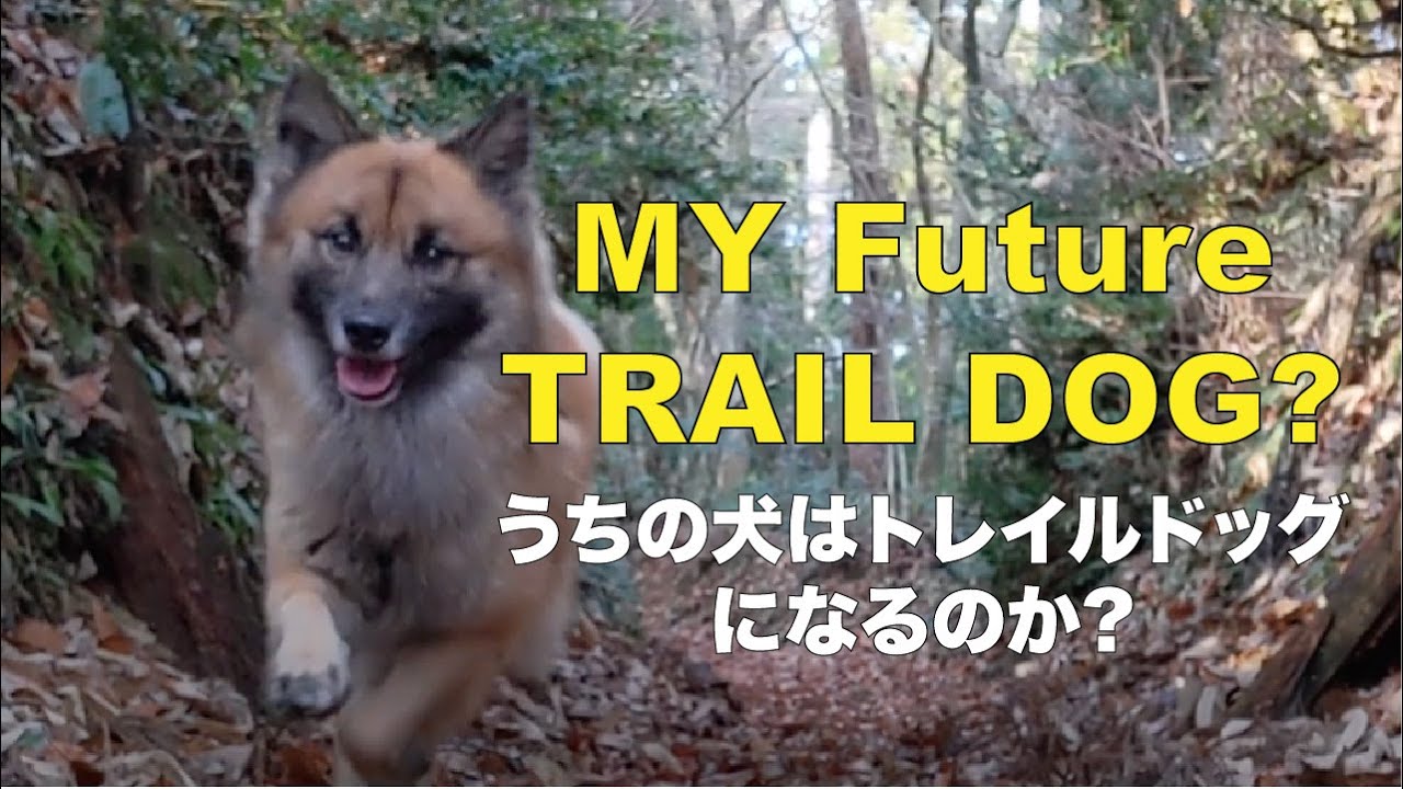 [MTB] うちの犬はトレイルドッグになるのか? #富山県  #マウンテンバイク #トレイルライド #mtb #trailride #360oner #kona #ハードテール #犬 #イヌ #いぬ