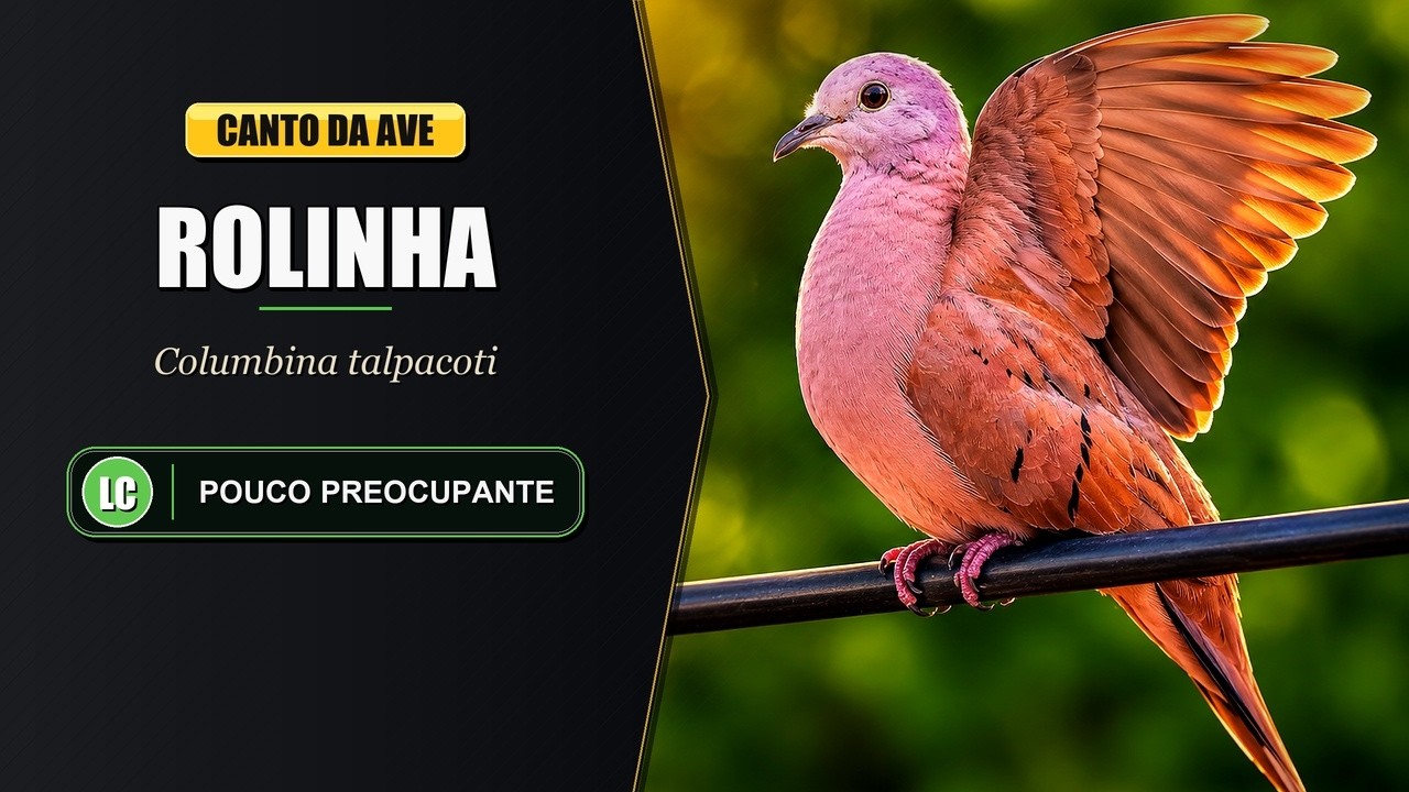 Canto da Rolinha / Rolinha Roxa / Rolinha Caldo de Feij&atilde;o | Ruddy Ground Dove | Columbina Talpacoti