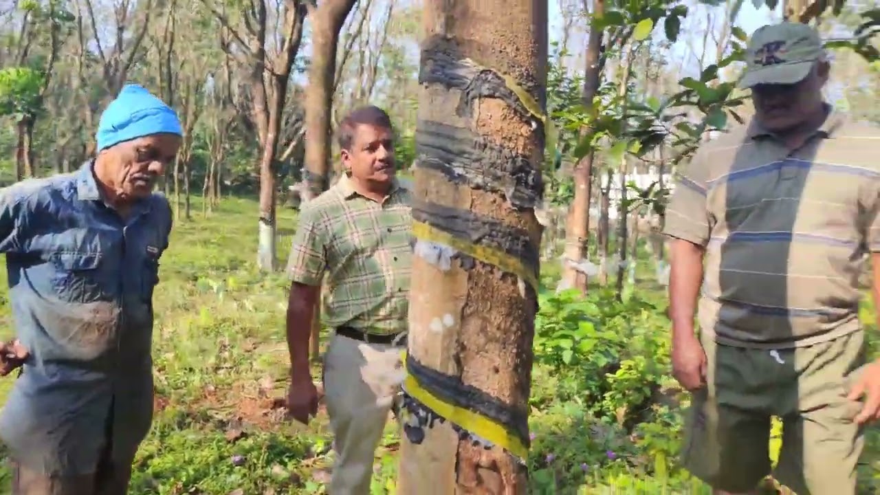 70വയസ്സ് കഴിഞ്ഞ "തമ്പി" ചേട്ടൻറെ ടാപ്പിംഗ് ഒന്ന് ശ്രദ്ധിക്കൂ