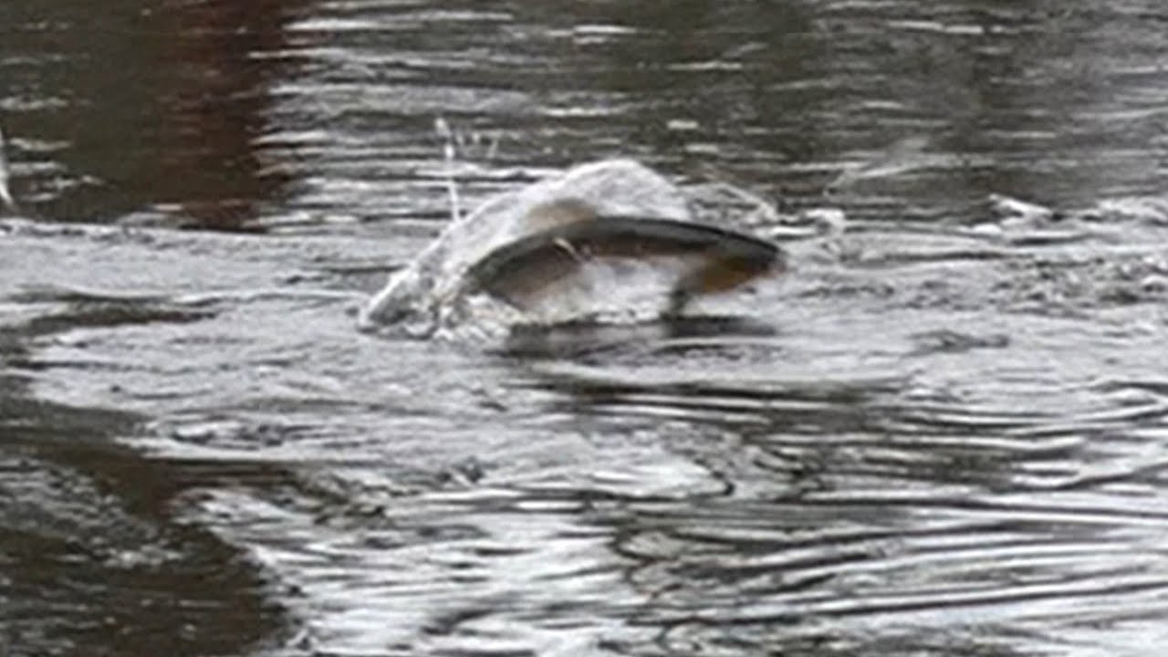 salakkajahtia