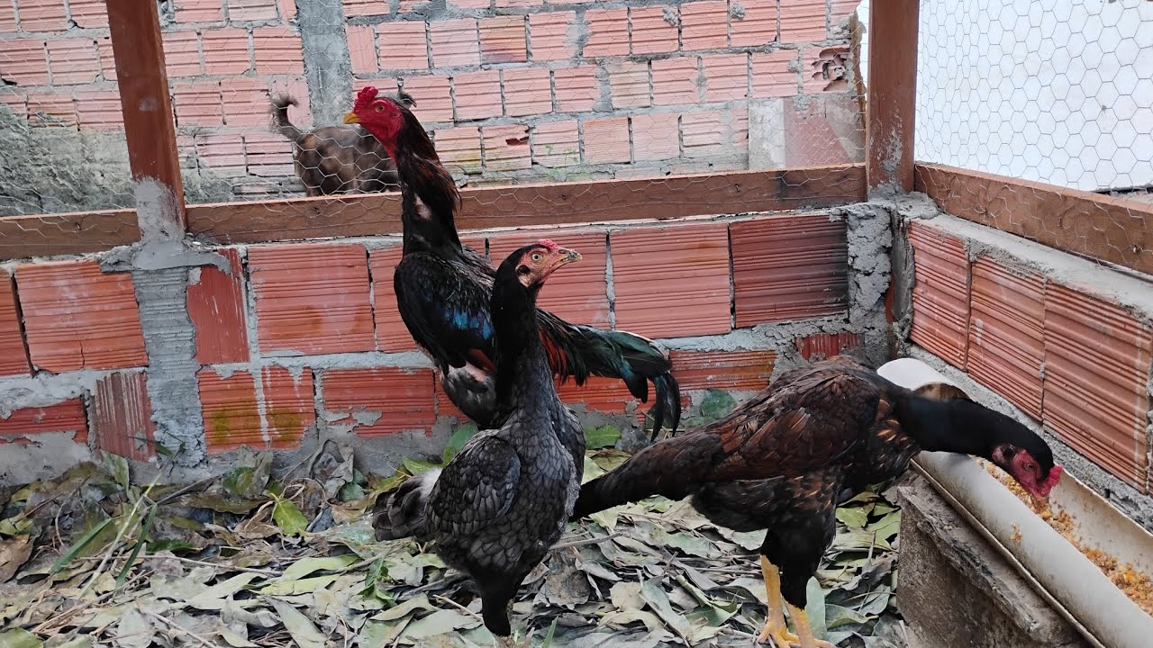 Mais um final de trd alimentando minhas aves 