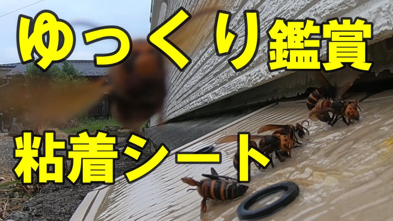 【スズメバチ】出入口に粘着シートの罠を仕掛けたよ！  ゆっくり鑑賞していってね！！【終末殺蜂家】