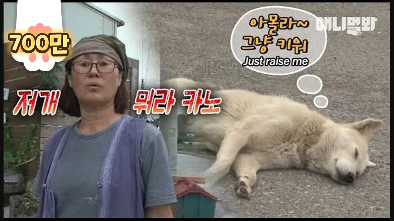 전생에 진 빚 갚으라고 뻔뻔한 백구가 찾아왔습니다 ㅣ Shameless Dog Goes Like 