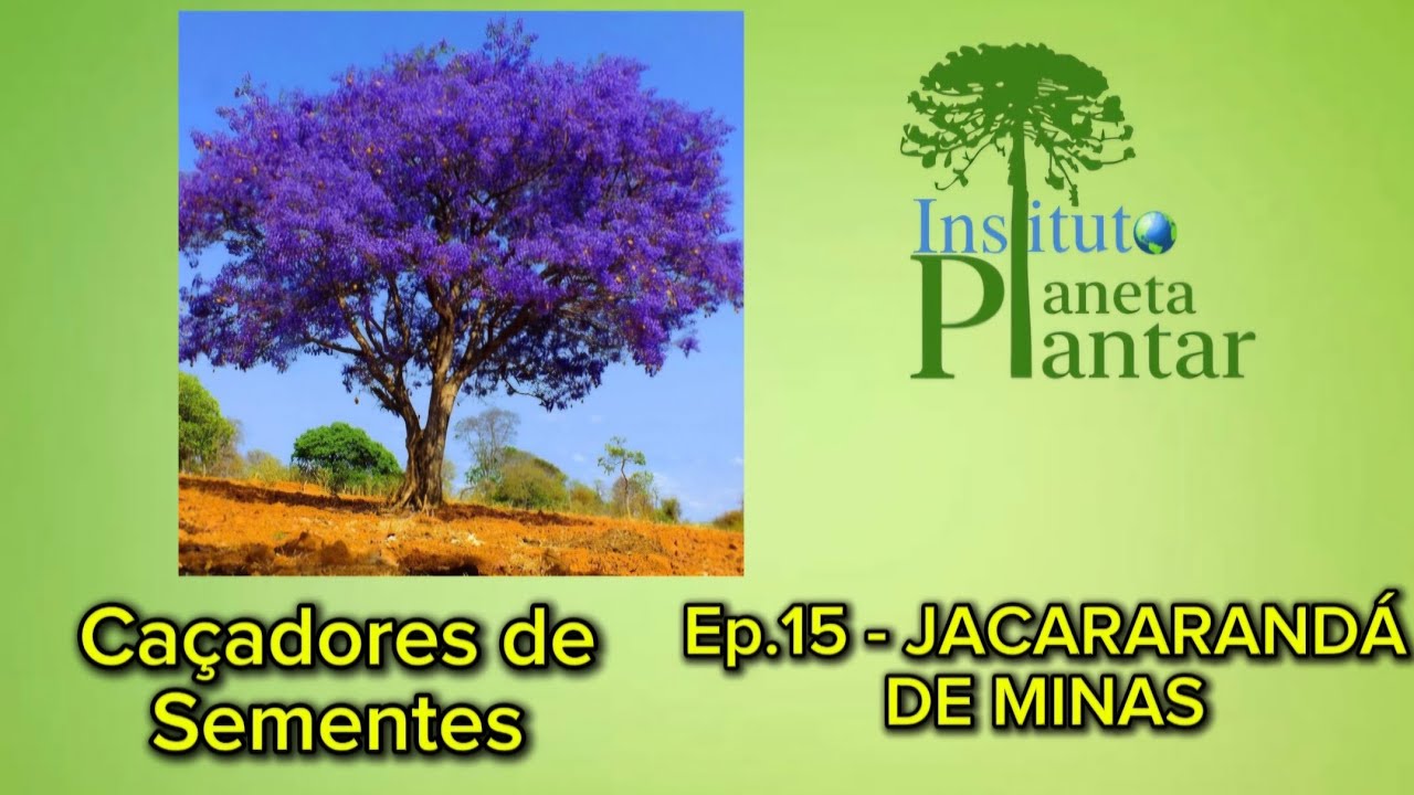 Caçadores de Sementes.  EP. 15. JACARANDÁ DE MINAS. #viral #arvores #plantas 