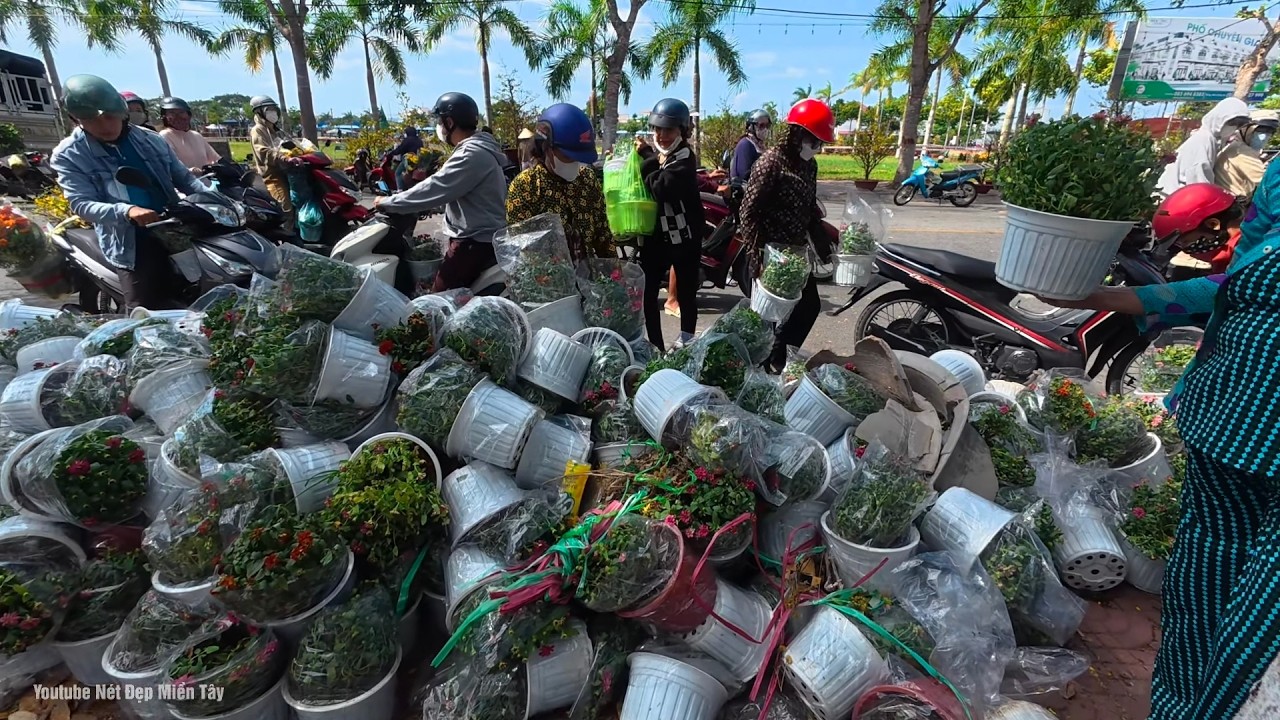 Quá Ế Đập Chậu Cắt Nhánh Mai Vàng Tiền Tỉ Vạn Thọ Cúc Mâm Xôi Rẻ Như Cho Chợ Hoa Sóc Trăng Tết 2026