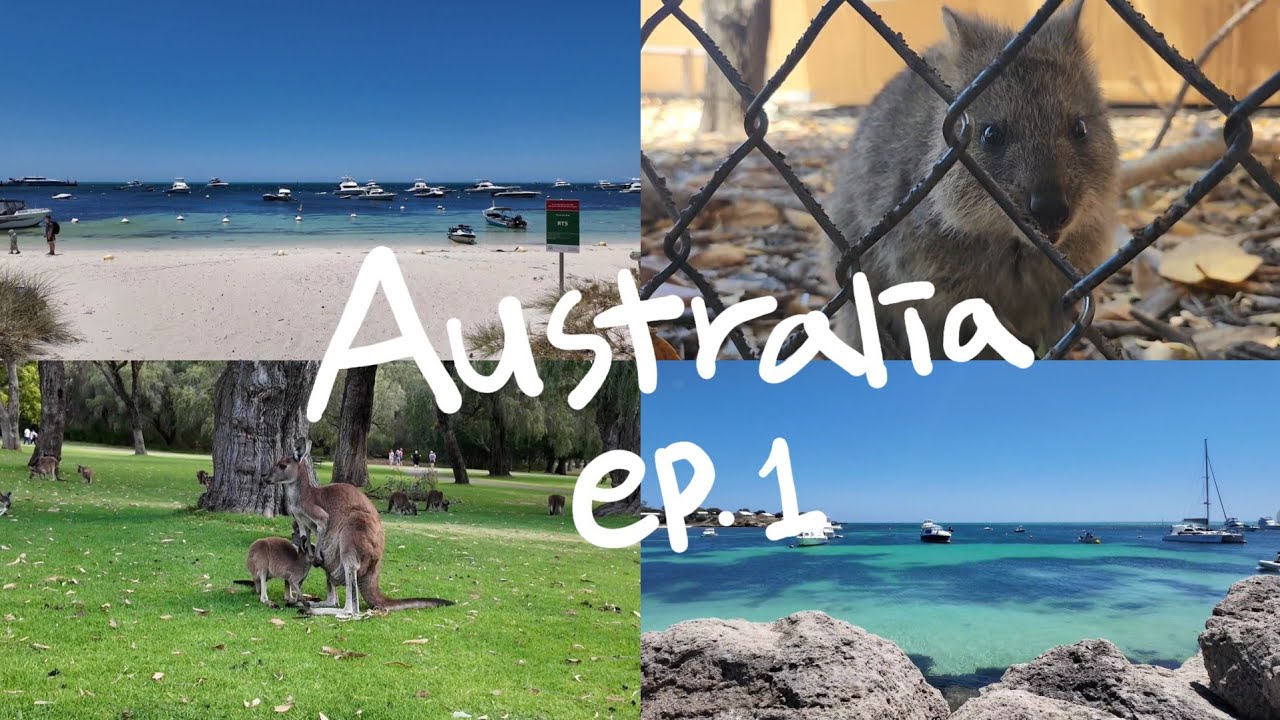 🇦🇺서호주 여행 | 퍼스의 여름, 로트네스트섬에서 쿼카를 만나다🐻 | 프리맨틀, 무어리버, 얀쳅국립공원 캥거루🦘