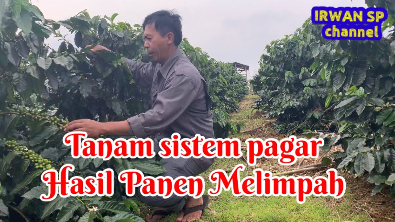 Tanam sistem pagar hasil panen melimpah